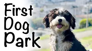Bernedoodle puppy socialization: first time at the dog park