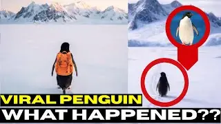 Why This Penguin Is Going Viral Everywhere 🐧🔥  Must Watch | One Penguin walked, World followed !!