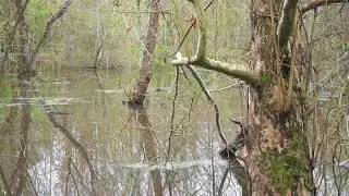 Sounds of the Woods and Wetlands