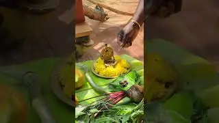 Pongalo Pongal from My PARADISE  #pongal #tamil #festival #home #gardening