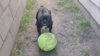 Dog at Home: Big tennis ball episode 9