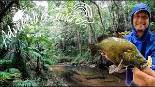 FISHING RAINFOREST FAR NORTH QUEENSLAND ON FOOT, FISHING FOR SOOTY GRUNTER