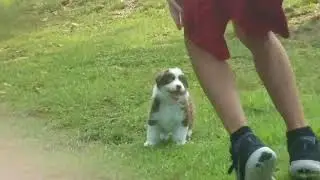 Red Tri Aussie Puppy