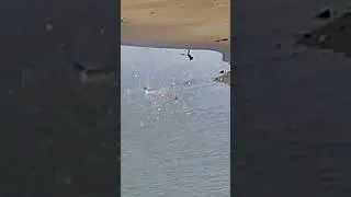 Buffle head duck