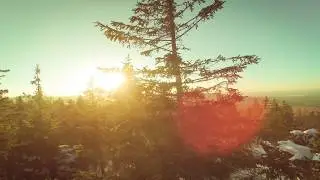 forest echo