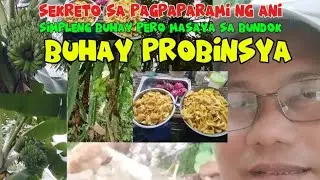 Buhay probinsya namin kung paano magtanim at maglinis Ng sakahan para Malaki Ang kita | CaRamil TV 