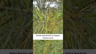 Почему хвоя желтеет и опадает? Полное видео смотрите на нашем канале! #greendesign