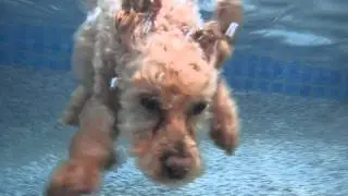Poodle mix Little Sandy dives underwater in swimming pool