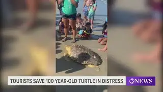 tourists save 100 year-old turtle