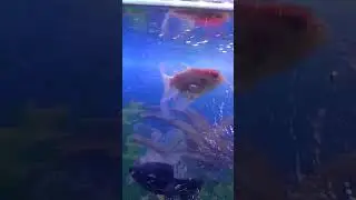 Redcap Goldfish #guitar #fish #aquarium #goldfish #foryoupage #treanding #viralreels #mainepyarkiya