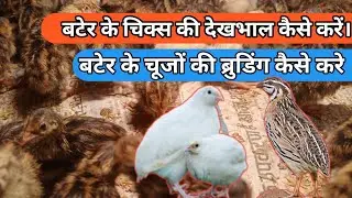 बटेर के चिक्स की देखभाल कैसे करें। How to do quail brooding बटेर के चूजों की ब्रुडिंग कैसे करे