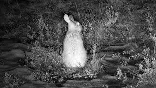Snowshoe hare at Bison Calving Plains, Part 1 - Grasslands National Park - explore.org