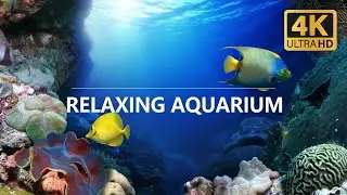 Relaxing Aquarium Ambience 🐠 | 2 Hours Underwater Sounds | Sleep, Study, Relax