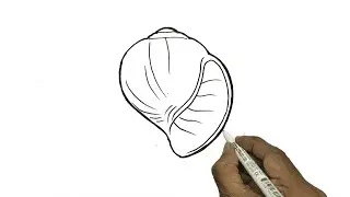 Pila Drawing/ Apple Snail Drawing/ Pila Globosa Diagram