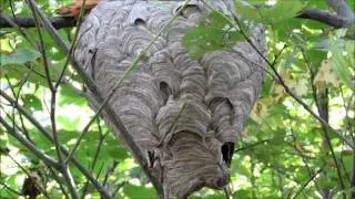 Hiking Pennsylvania: Joseph Ibberson Conservation Area