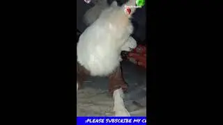 The Great Fight Live vs Dog #live #livestream #dog #livefight #viral