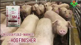 Hogs Feeding Management | New Hope Tarlac Agriculture Inc.
