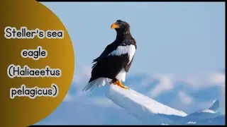 Steller's Sea Eagle: Witness the Power of Asia's Rarest Raptor |#birds #asie #eagles #birdlovers