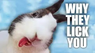 Why Do Rabbits Lick You?
