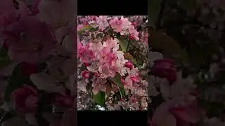 Cherry 🌸 blossom #spring #cherryflower #cherryblossom #pink #pinkflower #flowers