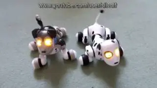My Zoomer Dogs