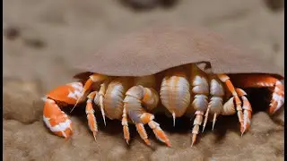 Breeding Hermit Crabs: Tank Setup & Breeding Process (Part 1-4)