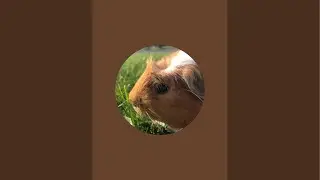 Guinea pigs