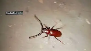 prionid beetle #insectlovers #animallover @BibidhaSamgraha