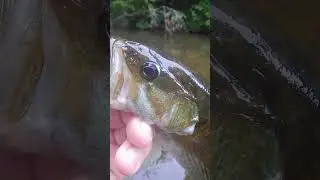 Biggest Coosa Bass of the Day! | Spinnerbait vs Plastic Worm Success in Alabama
