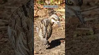 amazing birds short clips | #shorts #shortvideo #birds #youtubeshorts