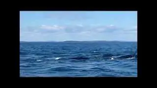 North Atlantic right whale - Quoddy Link Marine
