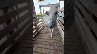 Please Give Him A Chance To Live&hellip;🥹🙏🏻 #horse #sanctuary #rescue #horses