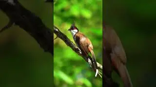 Bulbul Bird at Branch💚 #short #bulbul