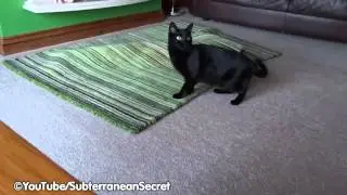 Black Cat Enjoying Playtime with a Piece of String