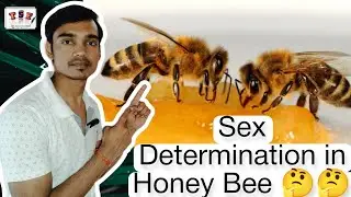 Sex Determination of Honey Bee | How does Honey Bee Reproduce | TSF | The Science Fever #honeybee