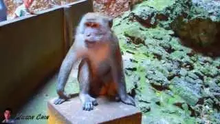 Batu Cave Temple, Murugan Statue, Monkey, and Wilson Chin
