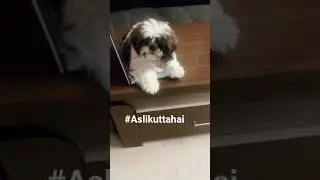 #Viralkutta