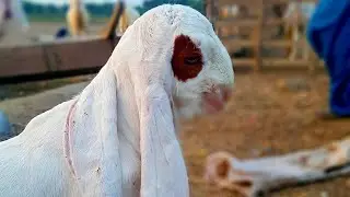 Worlds No1 Gulabi Goat |Interview with Mangal Bugti