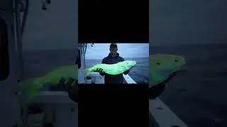 Unreal Glowing Fish Found