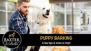 BAXTER & Bella - Puppy jumping tips & tricks