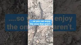 Hikers, Backpackers, & Campers - Snake Identification #backpacking #wildlife #hikingtips #animal