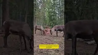 Deer Shedding Antlers | Nature&rsquo;s Secret Process | Animal Facts Shorts#shortvideo