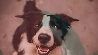 Record holders in the animal world