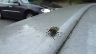 Beetle Buggin'