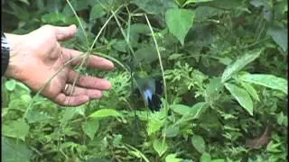 Helicopter Damselfly, World's Largest Damselfly, Flying in Panama. By Sayre Nature