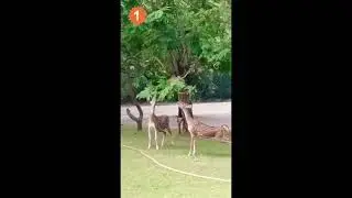 the act of kindness.#Animal shocks others2.0M #youtube