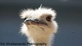 Watch an adult female Ostrich scan the surrounds for likely predator threats and food opportunities
