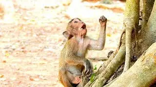 Baby monkey Timo is playing happily and trying to find food after it is sick