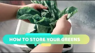 3 Simple Steps to Store Your Greens | Much Love Mom Tips
