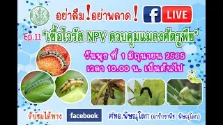 Ep.11 เชื้อไวรัส NPV ควบคุมแมลงศัตรูพืช : ศทอ.พิษณุโลก